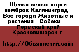 Щенки вельш корги пемброк Калининград - Все города Животные и растения » Собаки   . Пермский край,Красновишерск г.